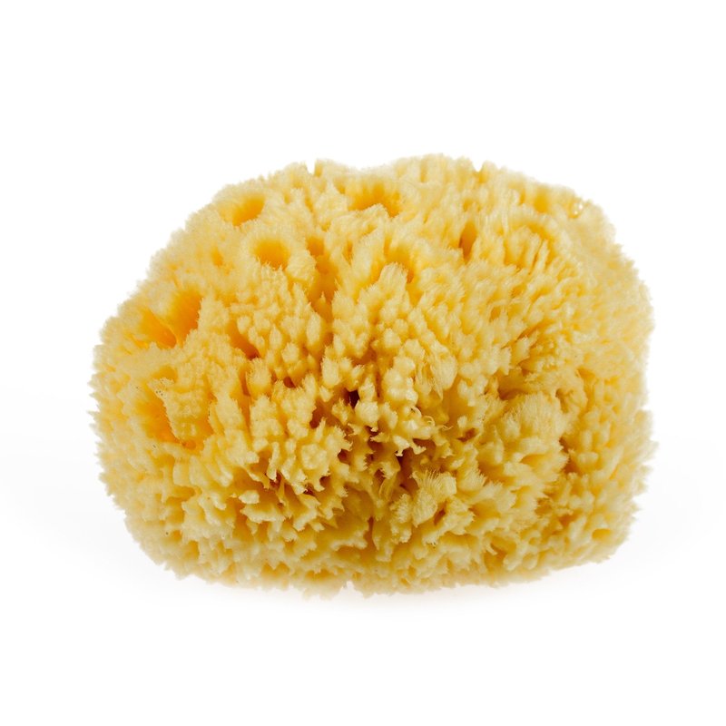 Natural Yellow Sea Wool Sponge 6 Inches. Perfect for Bath, Shower & Body Care. Super Soft & Not Skin Irritating. Baby Approved. Luxury Sponge in a Bag & Craft Box