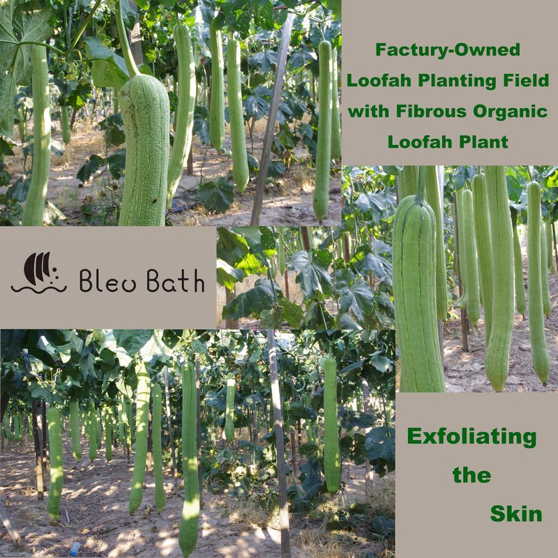 Bleu Bath (6 Pack) Dual-Sided Exfoliating Skin Towel Natural Terry Body Cloth Scrubber Premium Sturdy Loofah Towel Soft and Buffing Wash Cloth White for Either Oil or Dry Skin