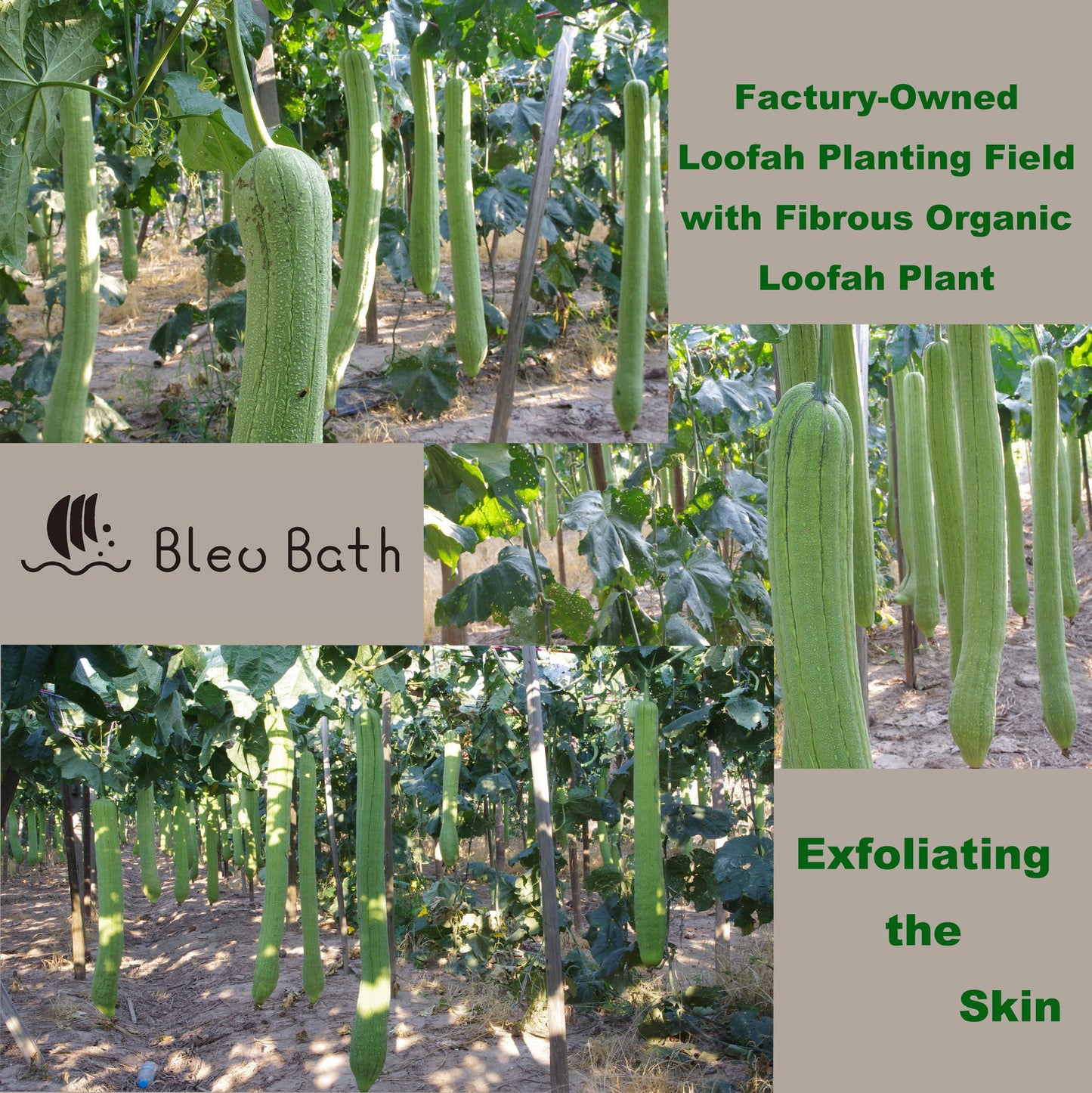 Bleu Bath (6 Pack) Dual-Sided Exfoliating Skin Towel Natural Terry Body Cloth Scrubber Premium Sturdy Loofah Towel Soft and Buffing Wash Cloth White for Either Oil or Dry Skin (Passion Green)