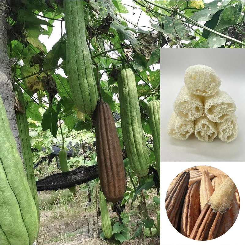 Luffa Bath Shower Sponge - Natural Luffa Exfoliating Body -Natural Loofah 4 Inch - Designed for Women and Men, Body & Face - Includes Unique Wooden Bead Ceramic Handle (White)